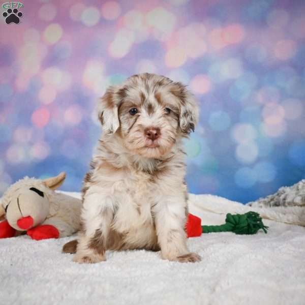 Lucy, Mini Goldendoodle Puppy